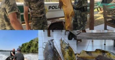 História de pescador: homem pesca peixe de 90 kg no Rio Ivaí e é preso